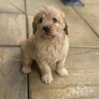 Labradoodle - Both