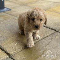 Labradoodle - Both