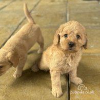 Labradoodle - Both