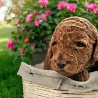 Labradoodle - Both