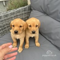 Labrador Retriever - Both