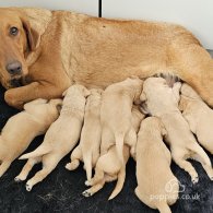 Labrador Retriever - Both