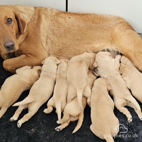 Labrador Retriever - Both