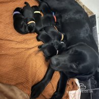 Labrador Retriever - Both