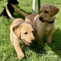 Labrador Retriever - Both