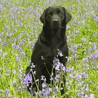 Labrador Retriever - Both