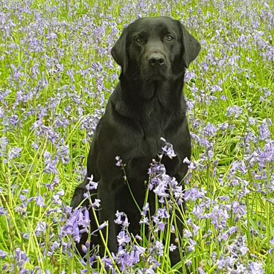 Labrador Retriever - Both