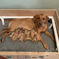 Labrador Retriever - Both