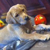 Labrador Retriever - Dogs