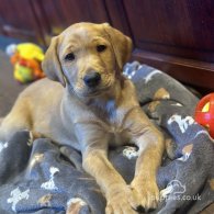 Labrador Retriever - Dogs