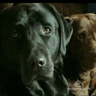 Labrador Retriever - Both