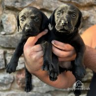 Labrador Retriever - Both