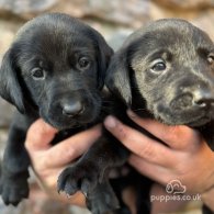 Labrador Retriever - Both