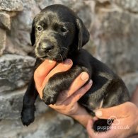 Labrador Retriever - Both