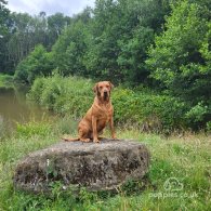 Labrador Retriever - Both