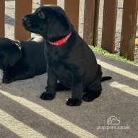 Labrador Retriever - Both