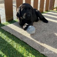 Labrador Retriever - Both