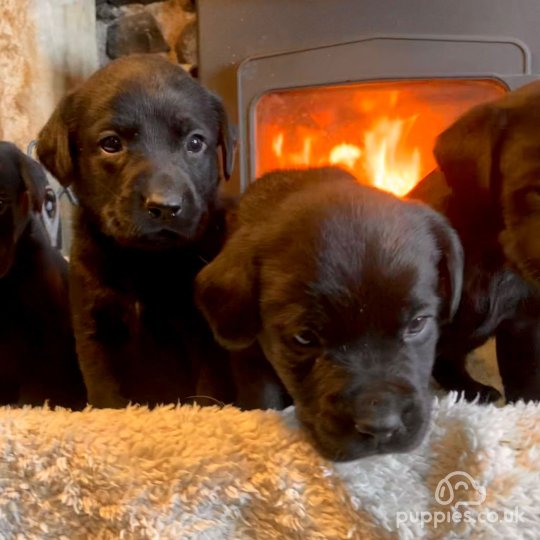 Labrador Retriever - Dogs