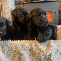 Labrador Retriever - Dogs