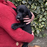 Labrador Retriever - Dogs