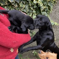 Labrador Retriever - Dogs