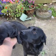 Labrador Retriever - Dogs