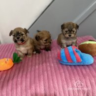 Shih Tzu - Both