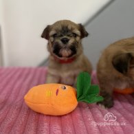 Shih Tzu - Both