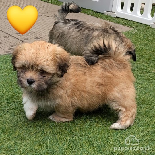 Lhasa Apso - Dogs