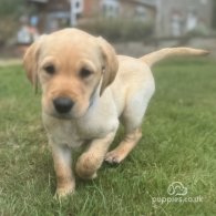 Labrador Retriever - Both