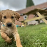 Labrador Retriever - Both