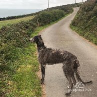 Lurcher - Both