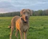 Lurcher
