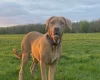 Lurcher
