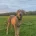 Lurcher