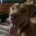 Lurcher