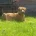 Lurcher