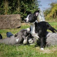 Lurcher - Dogs