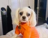 Maltese - Bitches