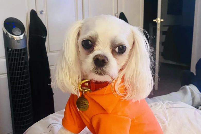 Maltese - Bitches