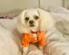 Maltese - Bitches