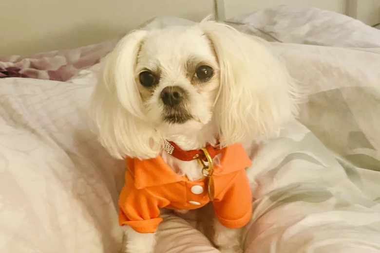 Maltese - Bitches