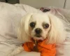 Maltese - Bitches