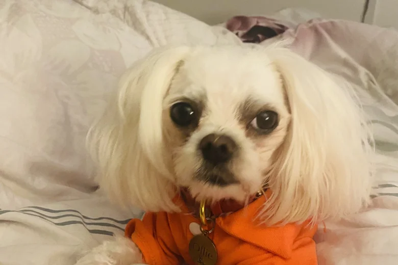 Maltese - Bitches