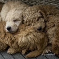 Miniature Poodle - Dogs