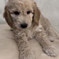 Miniature Poodle - Dogs