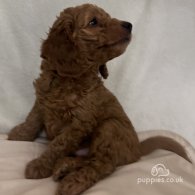 Miniature Poodle - Dogs