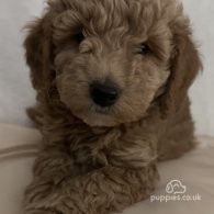 Miniature Poodle - Dogs