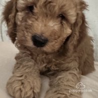 Miniature Poodle - Dogs