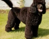 Miniature Poodle